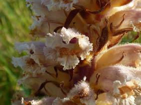 Orobanche hederae